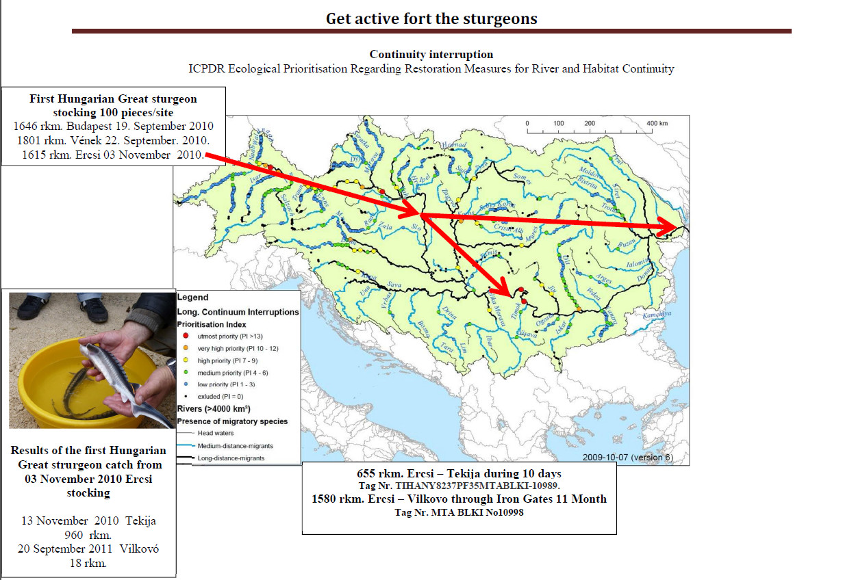 Get active fort the sturgeons