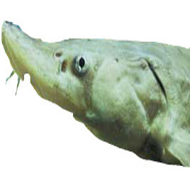 Hallépcső-Fishpass